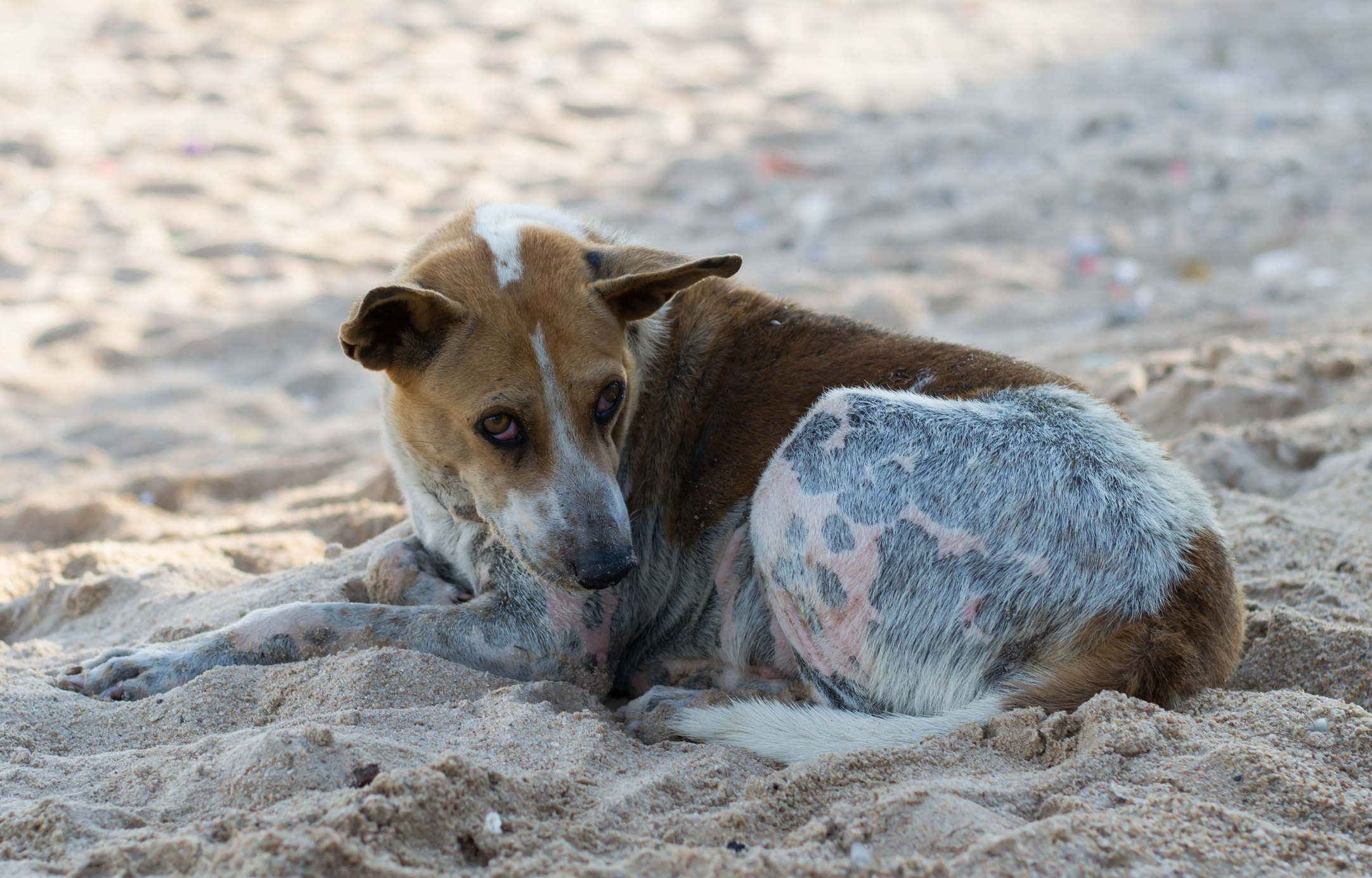 Help us feed them - Animal Welfare Charitable Trust