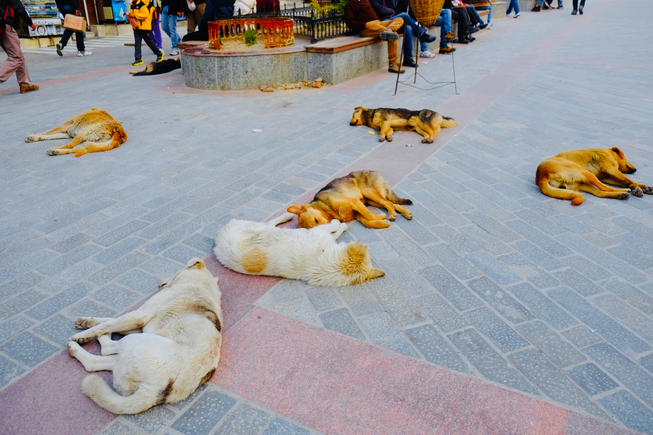 Help us feed them - Animal Welfare Charitable Trust