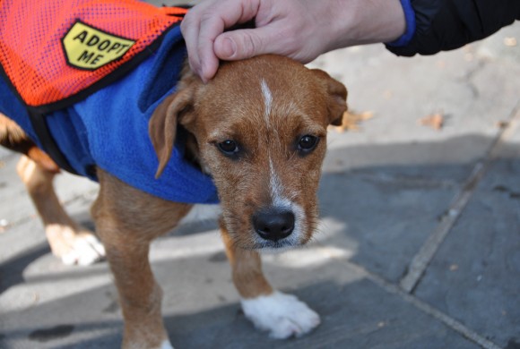 Adopt Dog - Animal Welfare Charitable Trust