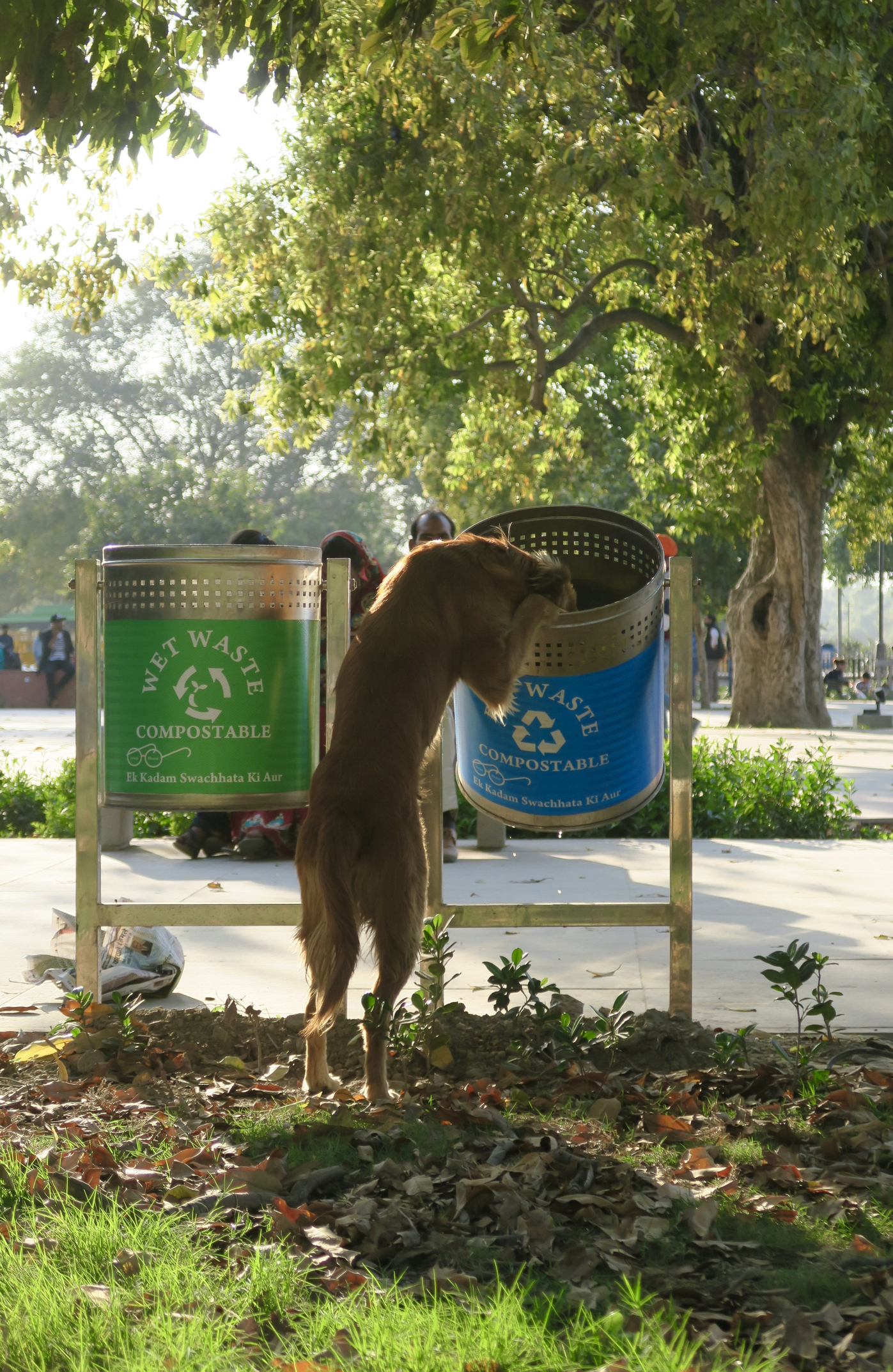 There are thousands more like these dogs that need your help - - Animal Welfare Charitable Trust