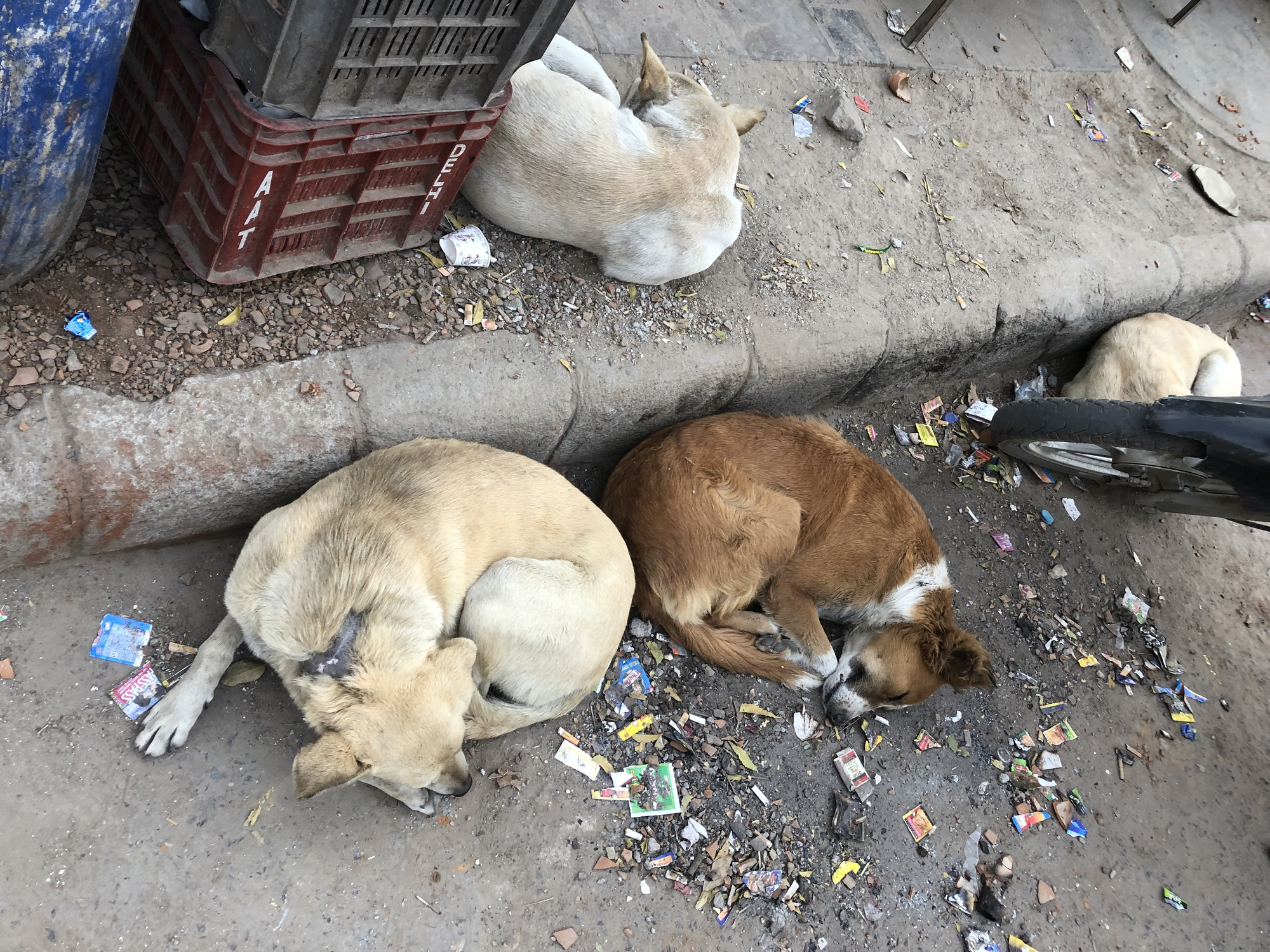 There are 35 million street dogs in India - Animal Welfare Charitable Trust