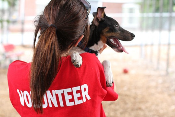 Volunteer - Animal Welfare Charitable Trust